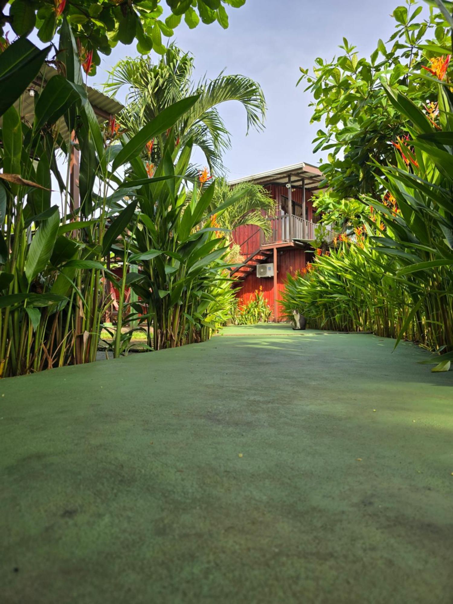 Tortuguero Hill Rooms Bagian luar foto